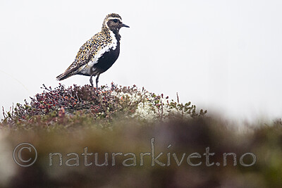 BB 11 0495 / Pluvialis apricaria / Heilo